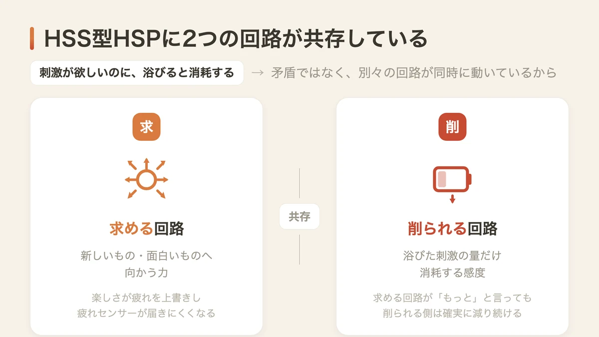 HSS型HSPに2つの回路が共存している(図解)